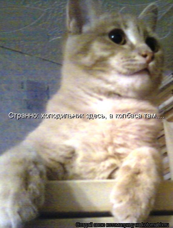 Странно: холодильник здесь, а колбаса там....... Котоматрица: Странно: холодильник здесь, а колбаса там....