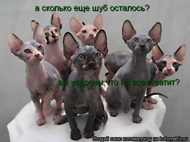 а сколько еще шуб осталось? вы уверены,что на всех хватит?... Котоматрица: а сколько еще шуб осталось? вы уверены,что на всех хватит?