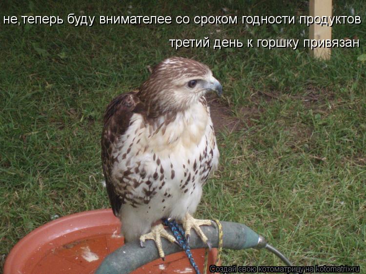 не,теперь буду внимателее со сроком годности продуктов третий день к горшку привязан... Котоматрица: не,теперь буду внимателее со сроком годности продуктов третий день к горшку привязан
