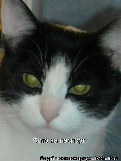 Фото на паспорт... Котоматрица: Фото на паспорт