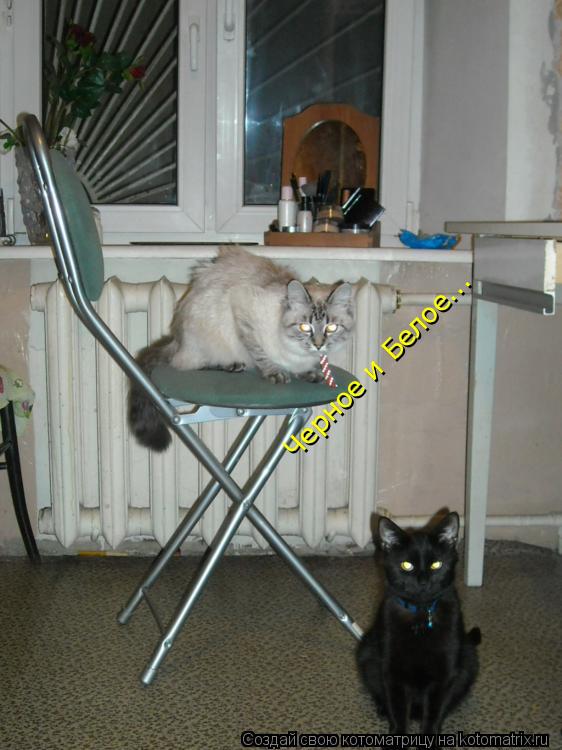 Черное и Белое... Черное и Белое...... Котоматрица: Черное и Белое... Черное и Белое...