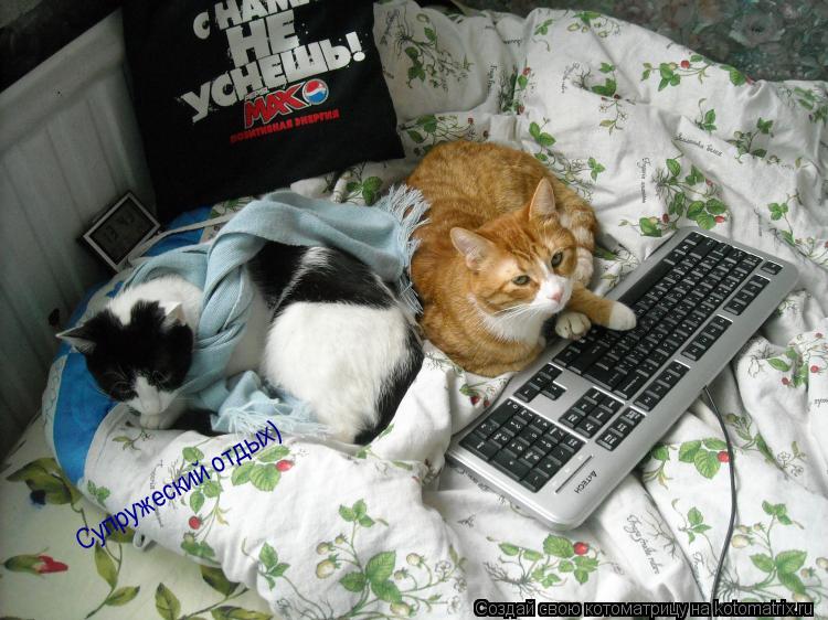 Супружеский отдых)... Котоматрица: Супружеский отдых)