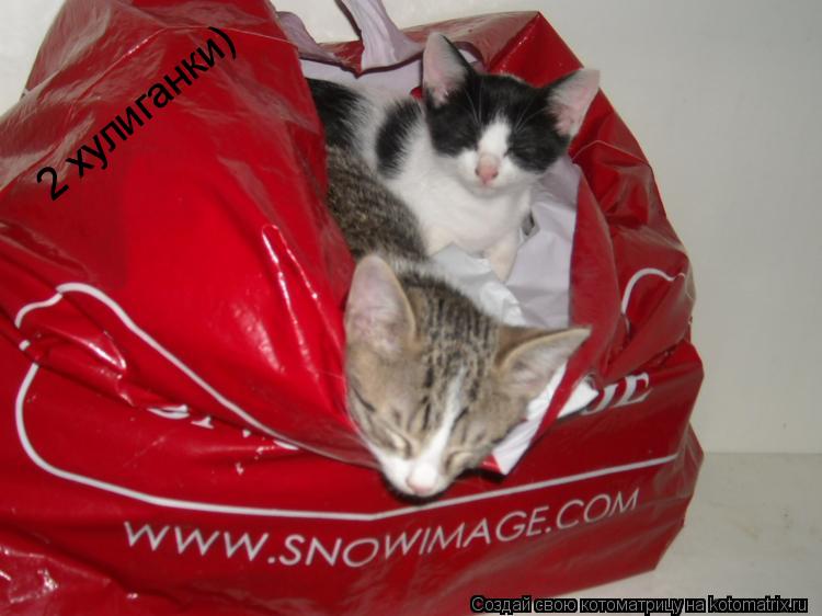 2 хулиганки)... Котоматрица: 2 хулиганки)