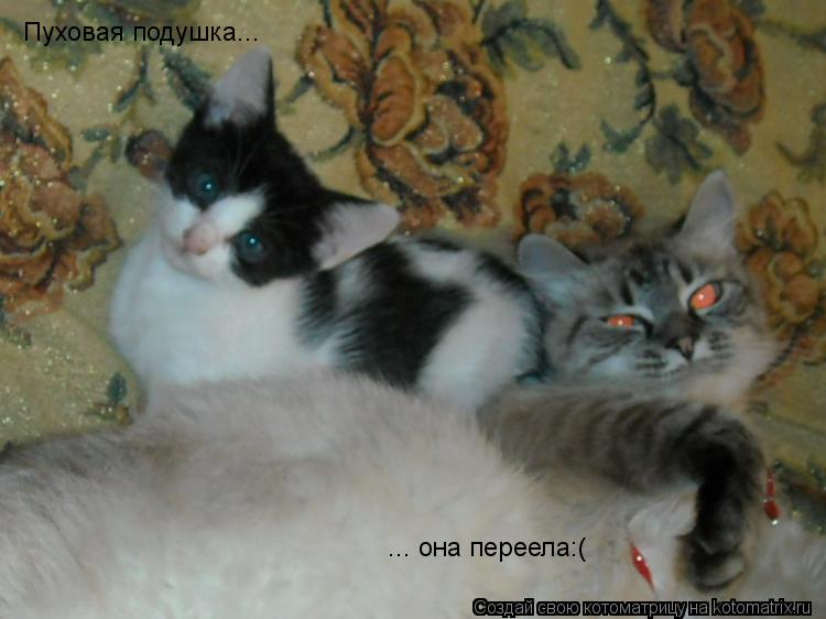 Пуховая подушка... ... она переела:(... Котоматрица: Пуховая подушка... ... она переела:(