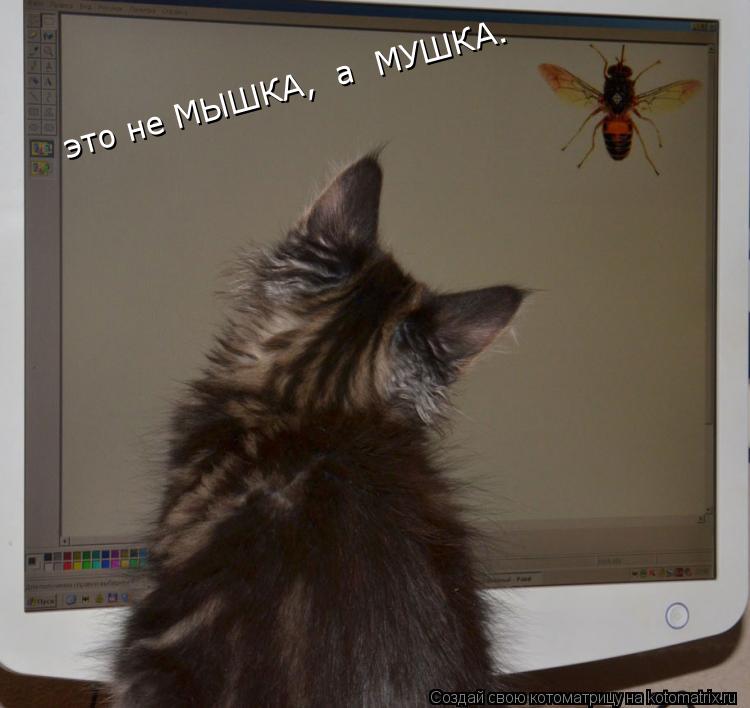 это не МЫШКА, а МУШКА. это не МЫШКА, а МУШКА.... Котоматрица: это не МЫШКА, а МУШКА. это не МЫШКА, а МУШКА.