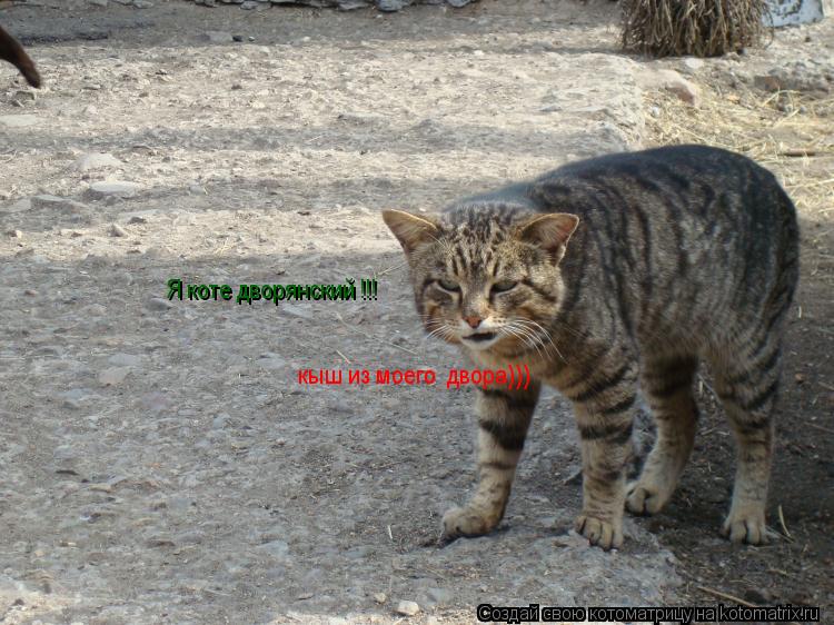 Я коте дворянский !!! кыш из моего двора)))... Котоматрица: Я коте дворянский !!! кыш из моего двора)))