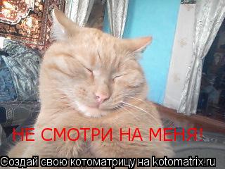 НЕ СМОТРИ НА МЕНЯ!... Котоматрица: НЕ СМОТРИ НА МЕНЯ!