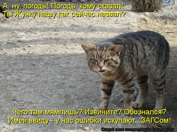 А, ну, погодь! Погодь, кому сказал! Ты Жучку нашу как сейчас назвал? Чего там мямлишь? Извините? Обоз... Котоматрица: А, ну, погодь! Погодь, кому сказал! Ты Жучку нашу как сейчас назвал? Чего там мямлишь? Извините? Обознался? Имей ввиду - у нас ошибки искупают...