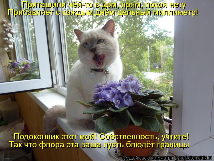 Притащили чёй-то в дом, прям, покоя нету Подоконник этот мой! Собственность, учтите! Так что флора эт... Котоматрица: Притащили чёй-то в дом, прям, покоя нету Подоконник этот мой! Собственность, учтите! Так что флора эта ваша пусть блюдёт границы Прибавляет с