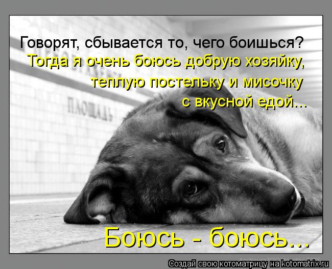 Говорят, сбывается то, чего боишься? Тогда я очень боюсь добрую хозяйку, теплую постельку и мисочку... Котоматрица: Говорят, сбывается то, чего боишься? Тогда я очень боюсь добрую хозяйку, теплую постельку и мисочку с вкусной едой... Боюсь - боюсь...
