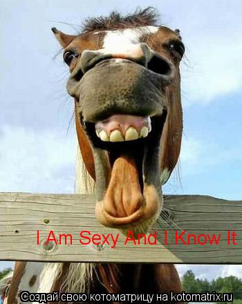 Котоматрица: I Am Sexy And I Know It