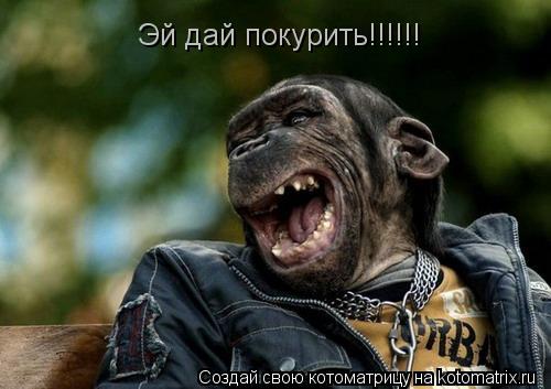 Котоматрица: Эй дай покурить!!!!!!