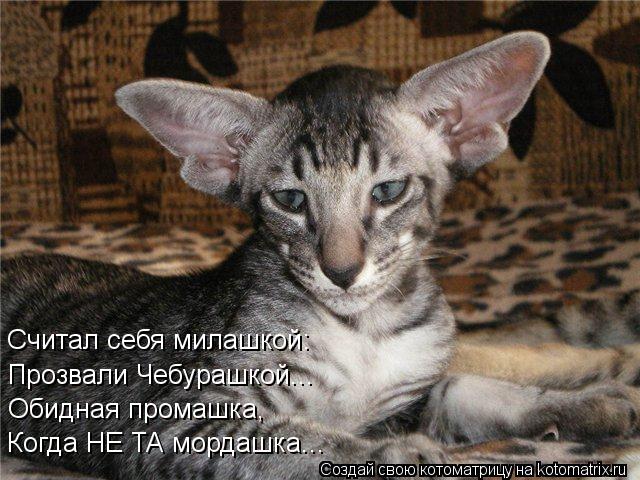 Котоматрица: Считал себя милашкой: Прозвали Чебурашкой... Обидная промашка, Когда НЕ ТА мордашка...