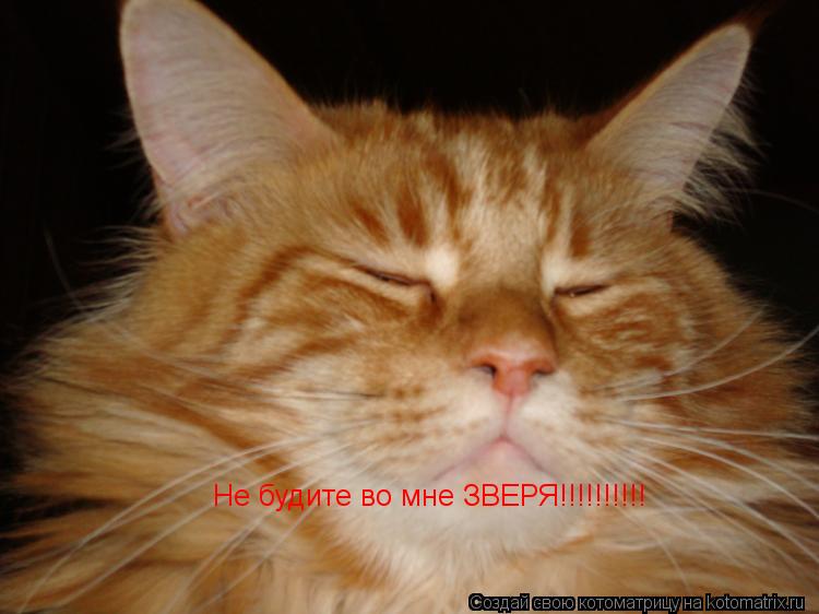 Котоматрица: Не будите во мне ЗВЕРЯ!!!!!!!!!!