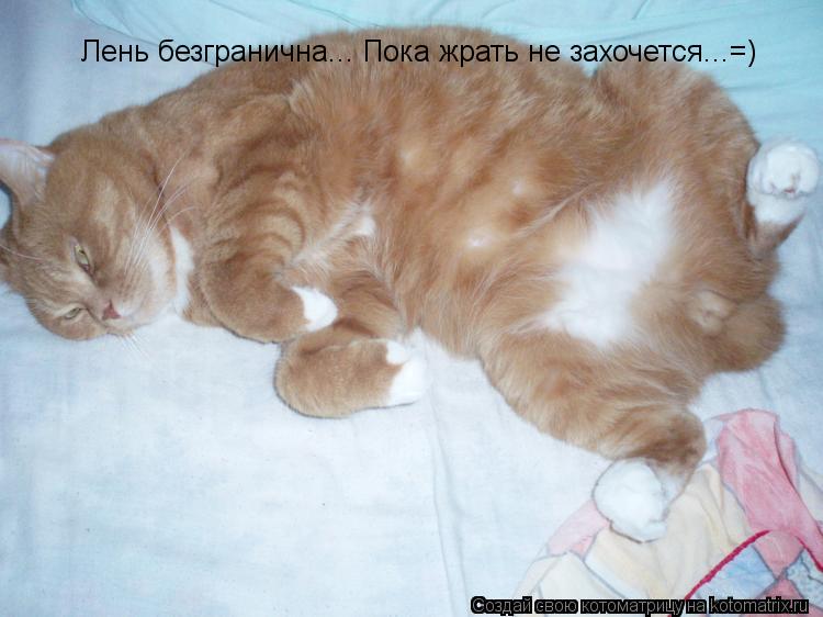Котоматрица: Лень безгранична... Пока жрать не захочется...=)