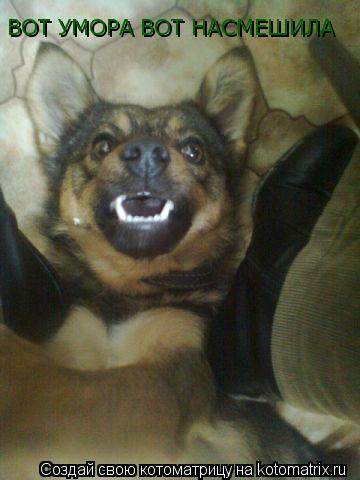 Котоматрица: ВОТ УМОРА ВОТ НАСМЕШИЛА
