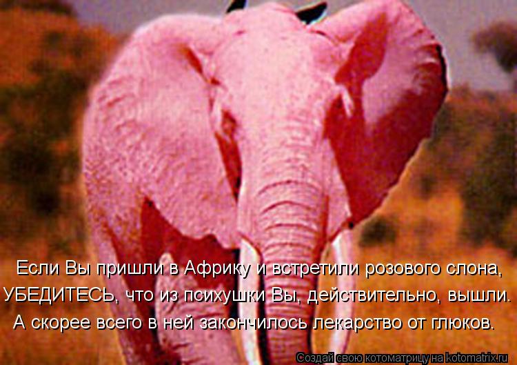 Котоматрица: Если Вы пришли в Африку и встретили розового слона, УБЕДИТЕСЬ, что из психушки Вы, действительно, вышли. А скорее всего в ней закончилось лек