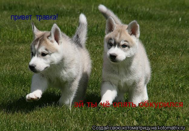 Котоматрица: привет  травка! эй ты чё опять обкурился