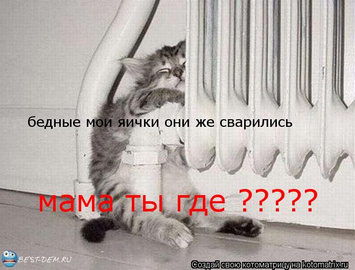 Котоматрица: бедные мои яички они же сварились мама ты где ?????