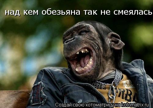 над кем обезьяна так не смеялась... Котоматрица: над кем обезьяна так не смеялась