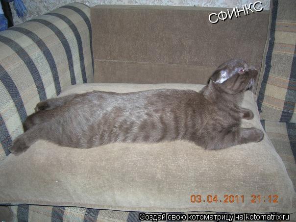 СФИНКС... Котоматрица: СФИНКС