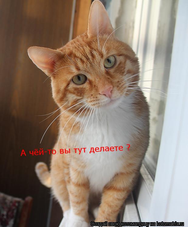А чёй-то вы тут делаете ?... Котоматрица: А чёй-то вы тут делаете ?