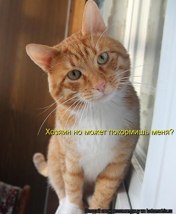Хозяин но может покормишь меня?... Котоматрица: Хозяин но может покормишь меня?