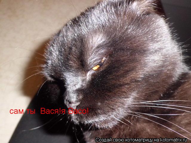 сам ты Вася!я Васо!... Котоматрица: сам ты Вася!я Васо!