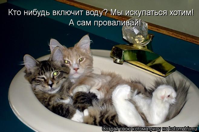 Кто нибудь включит воду? Мы искупаться хотим! А сам проваливай!... Котоматрица: Кто нибудь включит воду? Мы искупаться хотим! А сам проваливай!