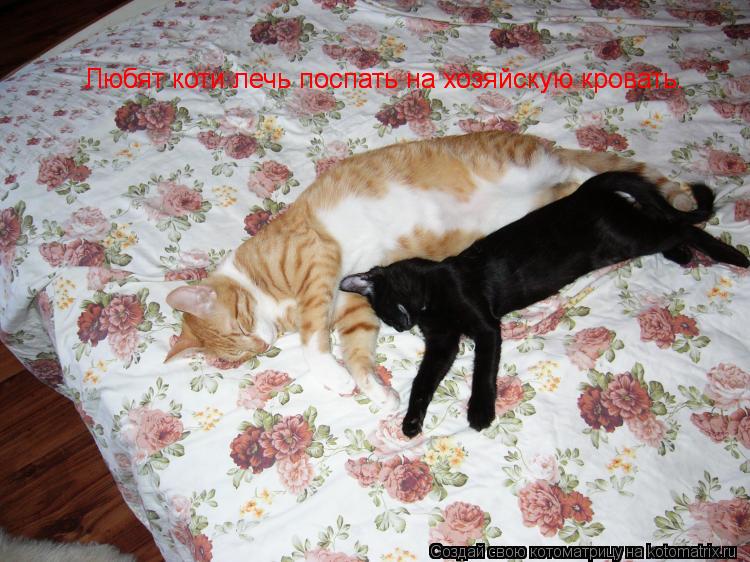 Любят коти лечь поспать на хозяйскую кровать. Любят коти лечь поспать на хозяйскую кровать.... Котоматрица: Любят коти лечь поспать на хозяйскую кровать. Любят коти лечь поспать на хозяйскую кровать.