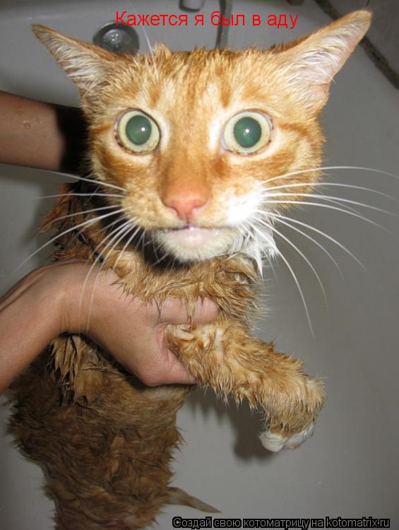 Кажется я был в аду... Котоматрица: Кажется я был в аду