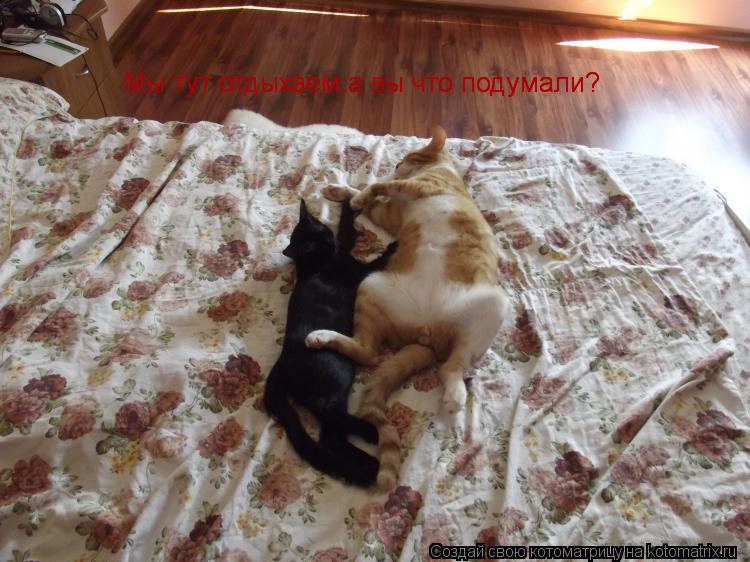 Мы тут отдыхаем,а вы что подумали? Мы тут отдыхаем,а вы что подумали?... Котоматрица: Мы тут отдыхаем,а вы что подумали? Мы тут отдыхаем,а вы что подумали?