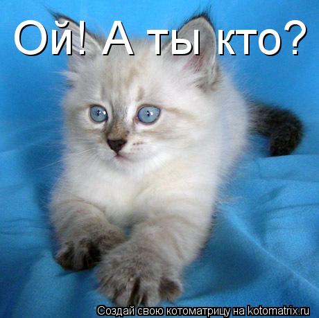 Ой! А ты кто?... Котоматрица: Ой! А ты кто?