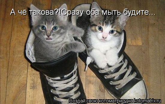 А чё такова?!Сразу оба мыть будите...... Котоматрица: А чё такова?!Сразу оба мыть будите...