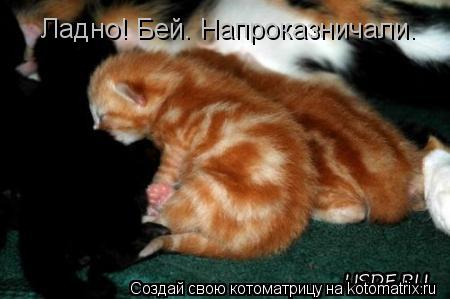 Ладно! Бей. Напроказничали.... Котоматрица: Ладно! Бей. Напроказничали.