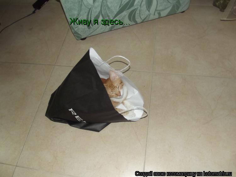 Живу я здесь... Живу я здесь...... Котоматрица: Живу я здесь... Живу я здесь...
