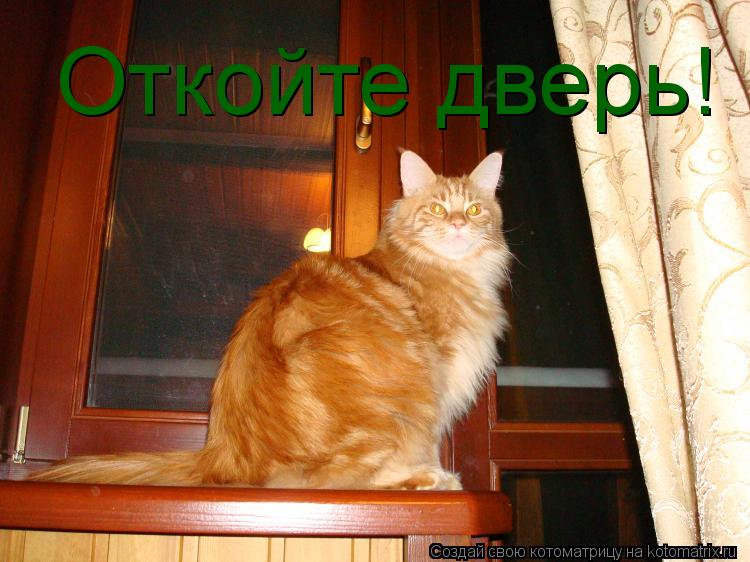 Откойте дверь!... Котоматрица: Откойте дверь!