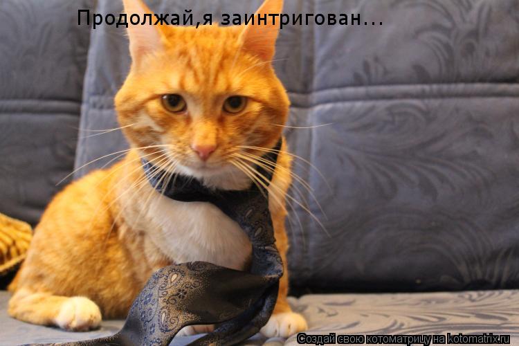 Продолжай,я заинтригован... Продолжай,я заинтригован...... Котоматрица: Продолжай,я заинтригован... Продолжай,я заинтригован...