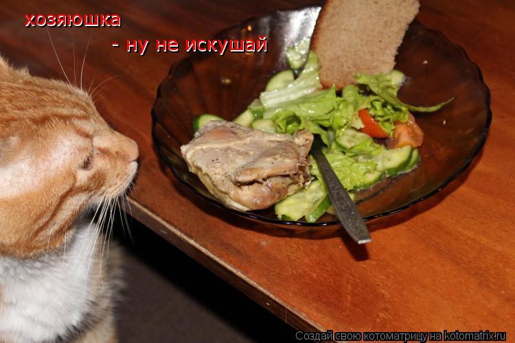 хозяюшка - ну не искушай - ну не искушай хозяюшка... Котоматрица: хозяюшка - ну не искушай - ну не искушай хозяюшка
