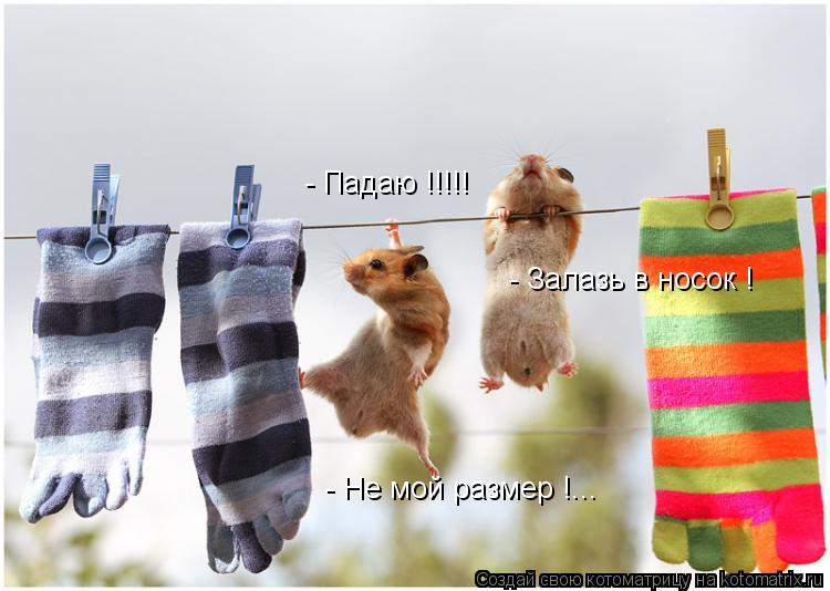 - Падаю !!!!! - Залазь в носок ! - Не мой размер !...... Котоматрица: - Падаю !!!!! - Залазь в носок ! - Не мой размер !...