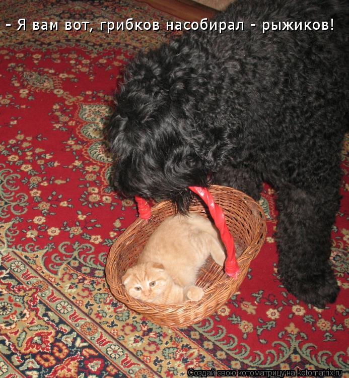 - Я вам вот, грибков насобирал - рыжиков!... Котоматрица: - Я вам вот, грибков насобирал - рыжиков!