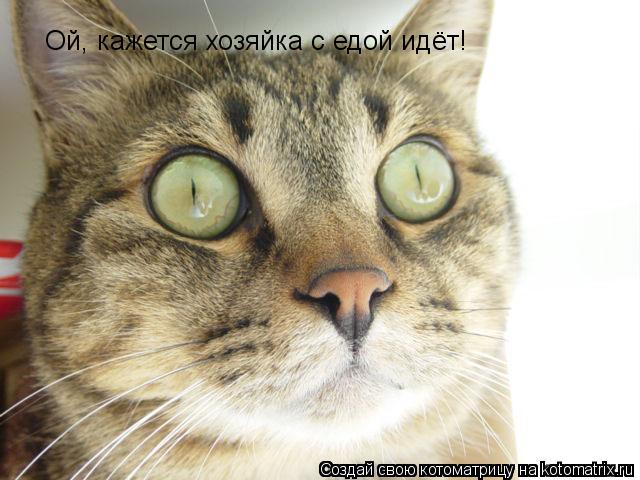 Котоматрица: Ой, кажется хозяйка с едой идёт!