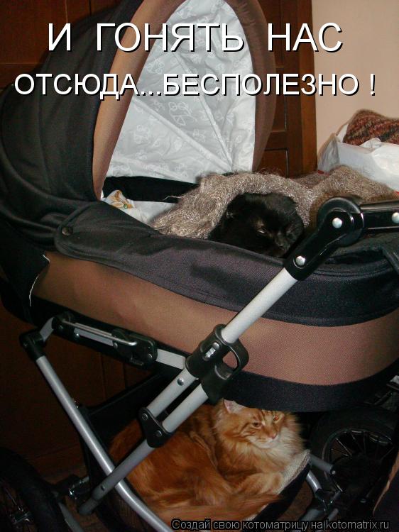 Котоматрица: И  ГОНЯТЬ  НАС ОТСЮДА...БЕСПОЛЕЗНО !