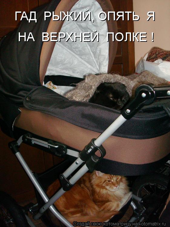 Котоматрица: ГАД  РЫЖИЙ, ОПЯТЬ  Я НА  ВЕРХНЕЙ  ПОЛКЕ !