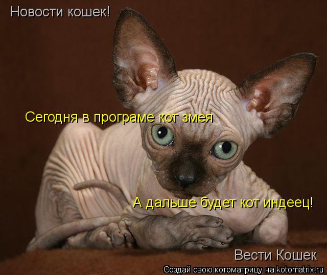 Котоматрица: Новости кошек! Вести Кошек Сегодня в програме кот змея А дальше будет кот индеец!
