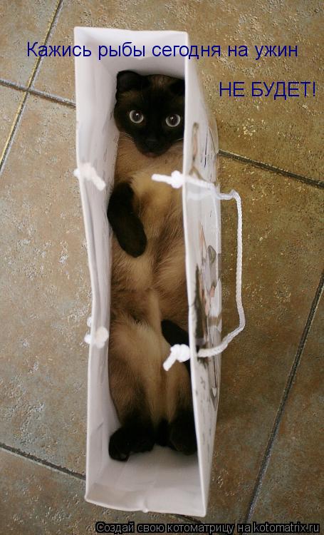 Котоматрица: Кажись рыбы сегодня на ужин  НЕ БУДЕТ!
