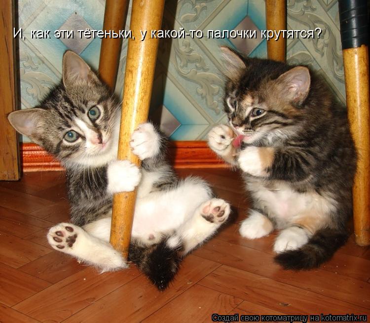 Котоматрица: И, как эти тётеньки, у какой-то палочки крутятся?
