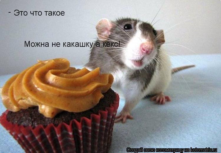 Это что такое Можна не какашку а кекс! -... Котоматрица: Это что такое Можна не какашку а кекс! -