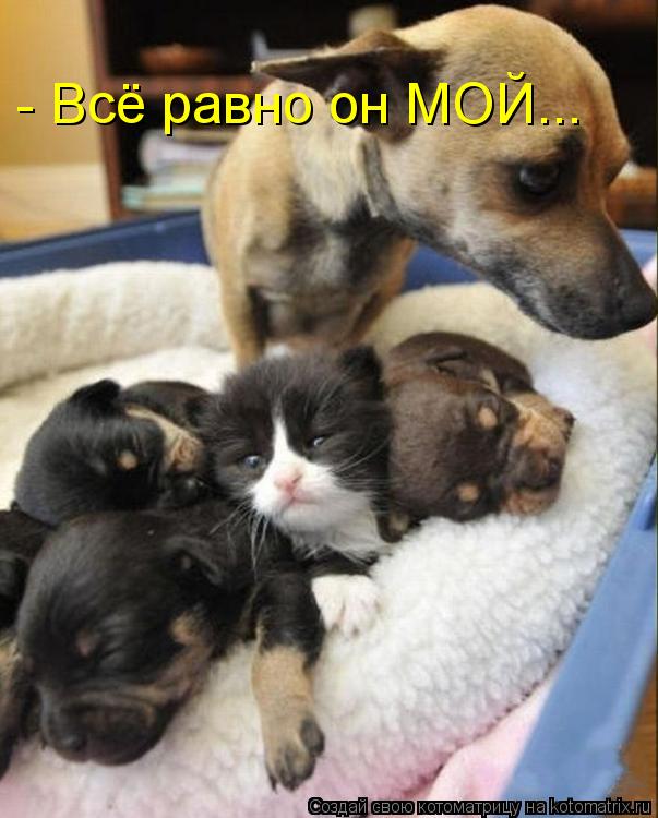 - Всё равно он МОЙ...... Котоматрица: - Всё равно он МОЙ...