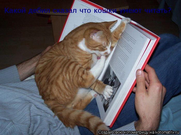 Какой дебил сказал что кошки умеют читать?... Котоматрица: Какой дебил сказал что кошки умеют читать?